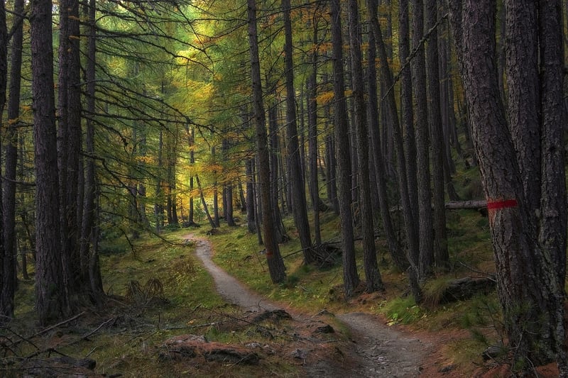 Whimsical Pathway